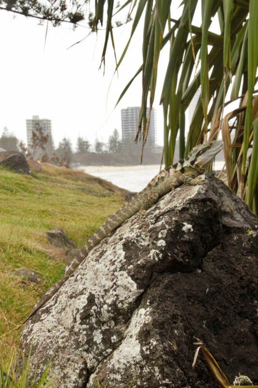 la lucertola e la Gold Coast