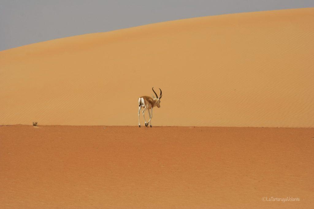Dubai, impala alone