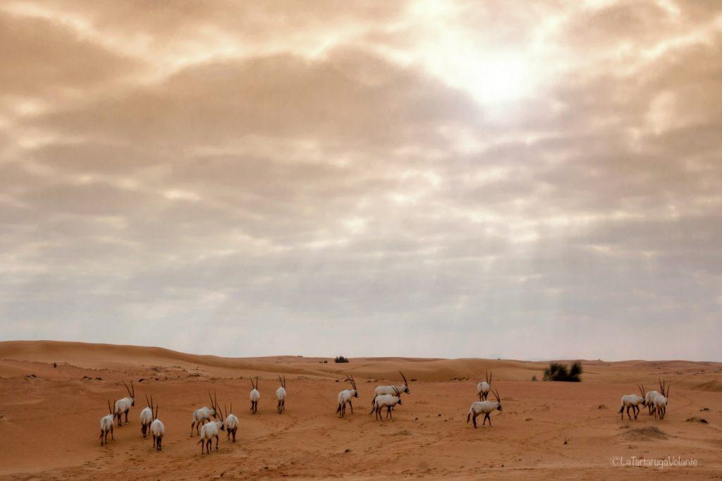 Dubai, orici al pascolo