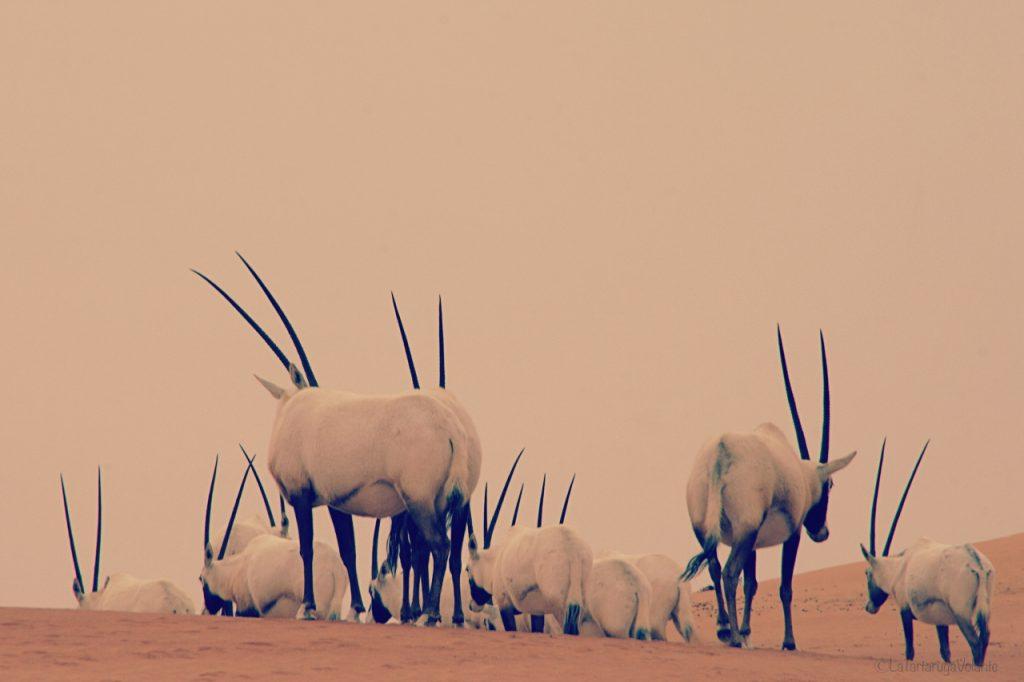 Dubai, orici nel deserto