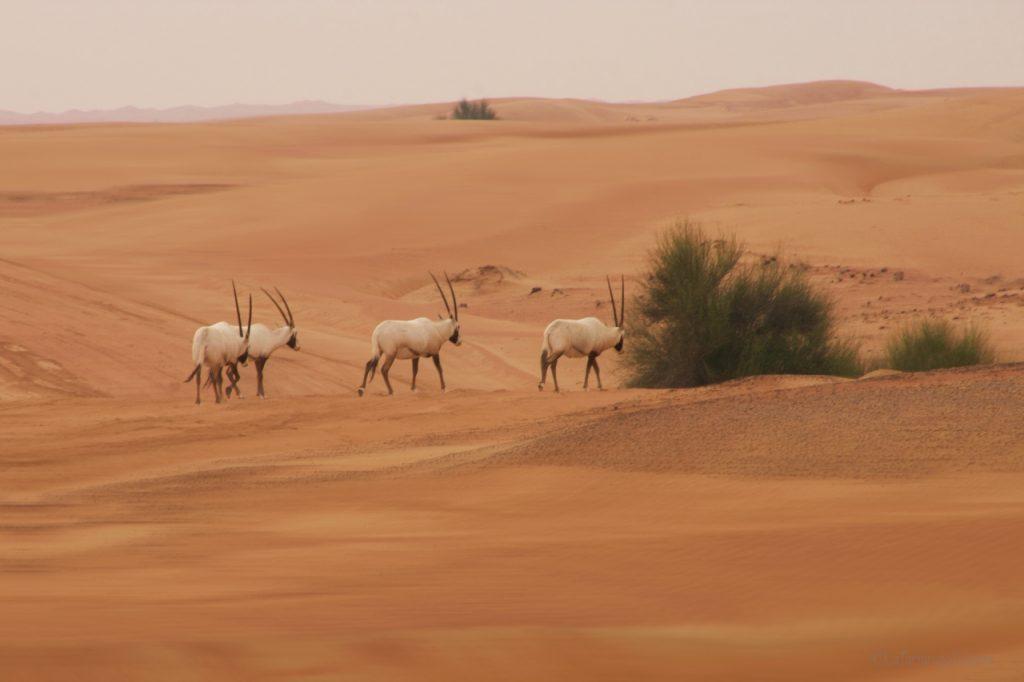 Dubai, deserto arancione