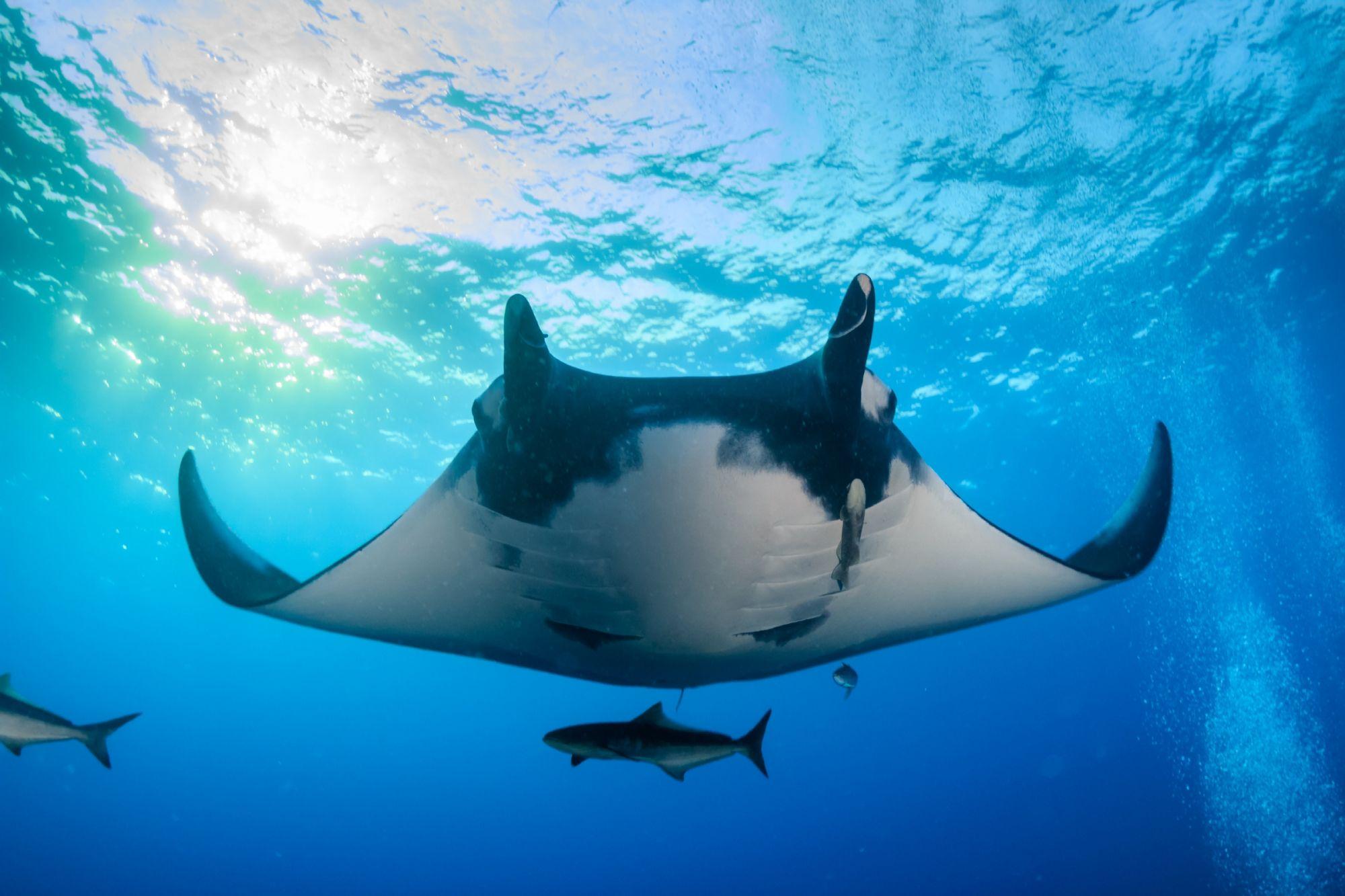 manta ray