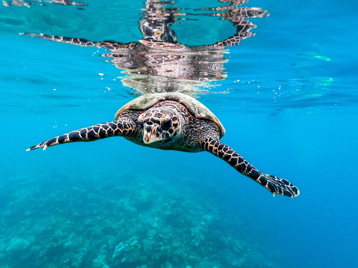 Maldives, diving and snorkelling. The best tips for accessing an underwater paradise.