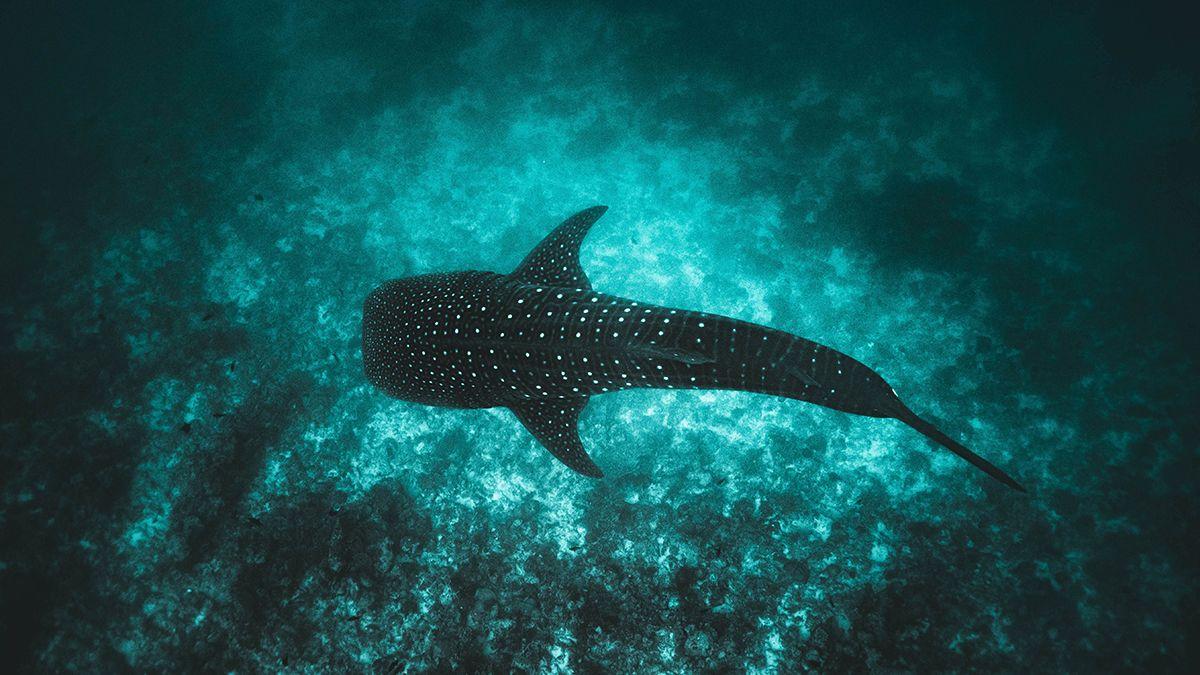 Maldive: squalo balena nel turchese. Credits Visitmaldives