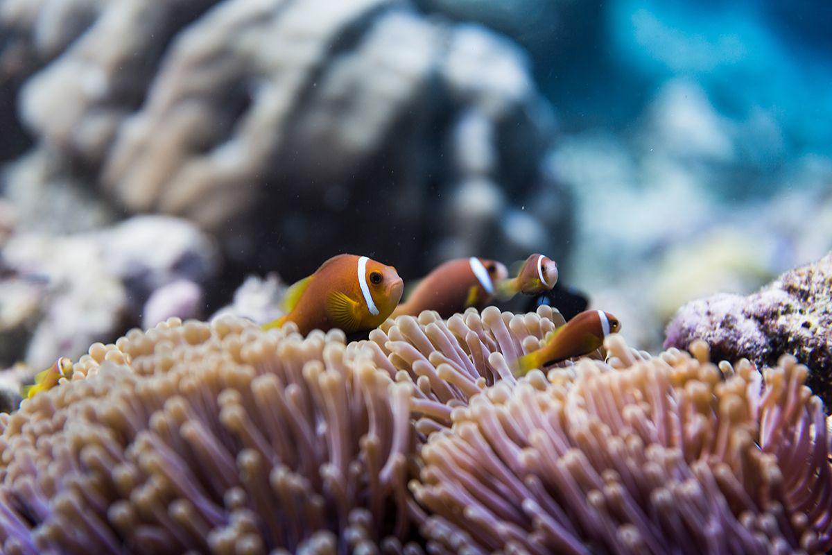 Maldive: incontro con Nemo. Credits Visitmaldives