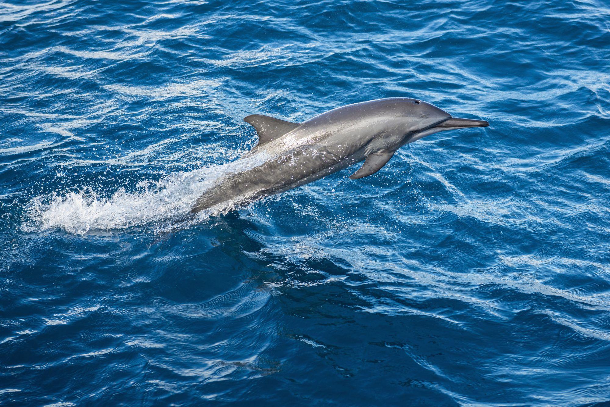 Una stenella rostrata gioca tra le onde © Pete Atkinson / Getty Images