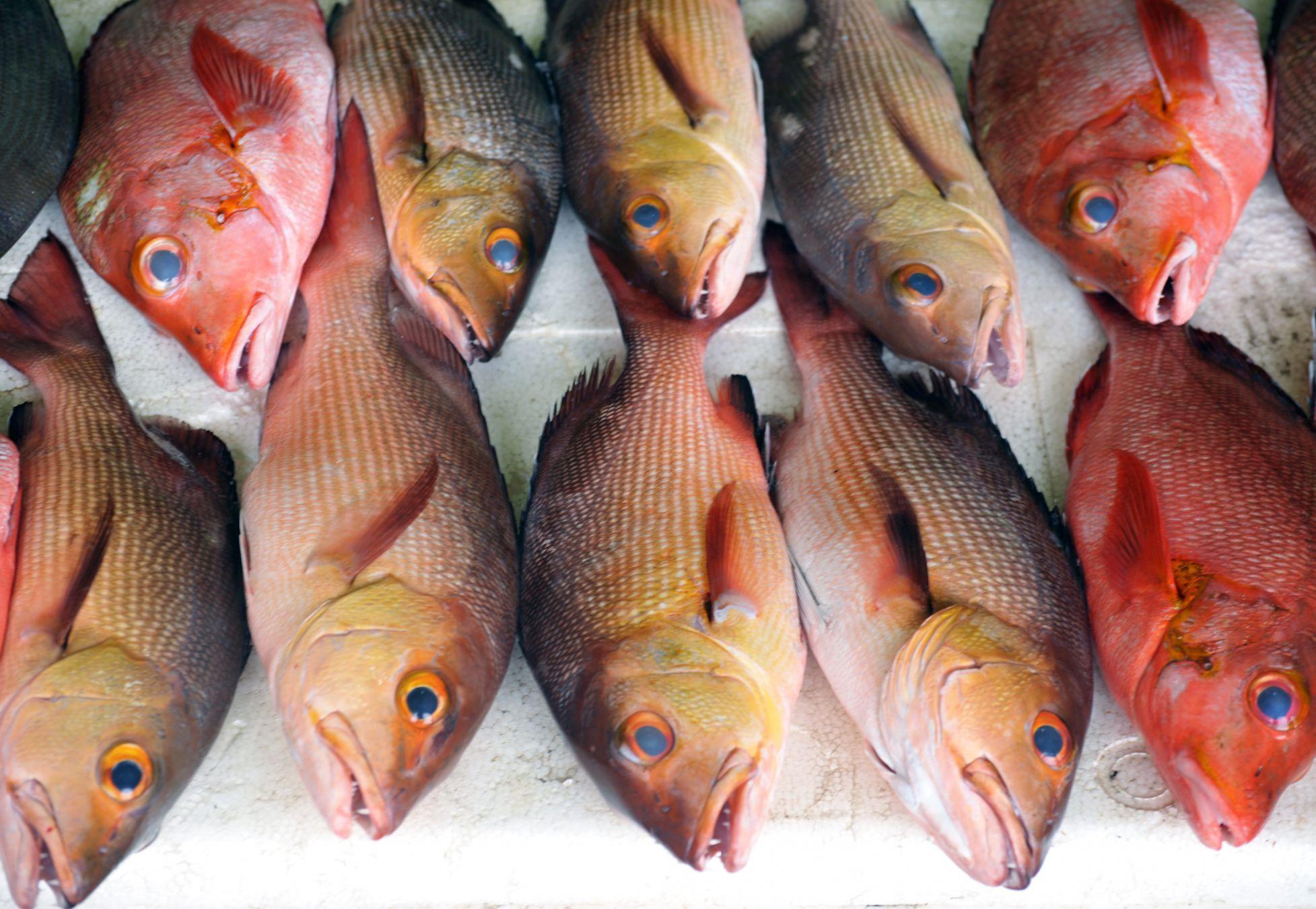 Pesci al mercato del pesce di Malé  © ©pilesasmiles/Getty Images