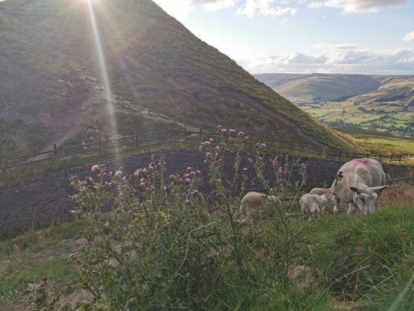 Sheep